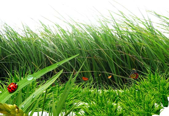 фото травы, газон, grass, клипарт трава